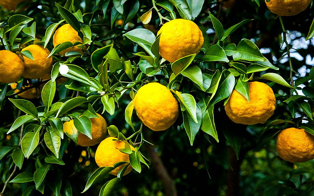 Rare Yuzu Citrus Tree - Indoors/Out - No Ship to Tx,Fl,Az,Ca,La,Hi