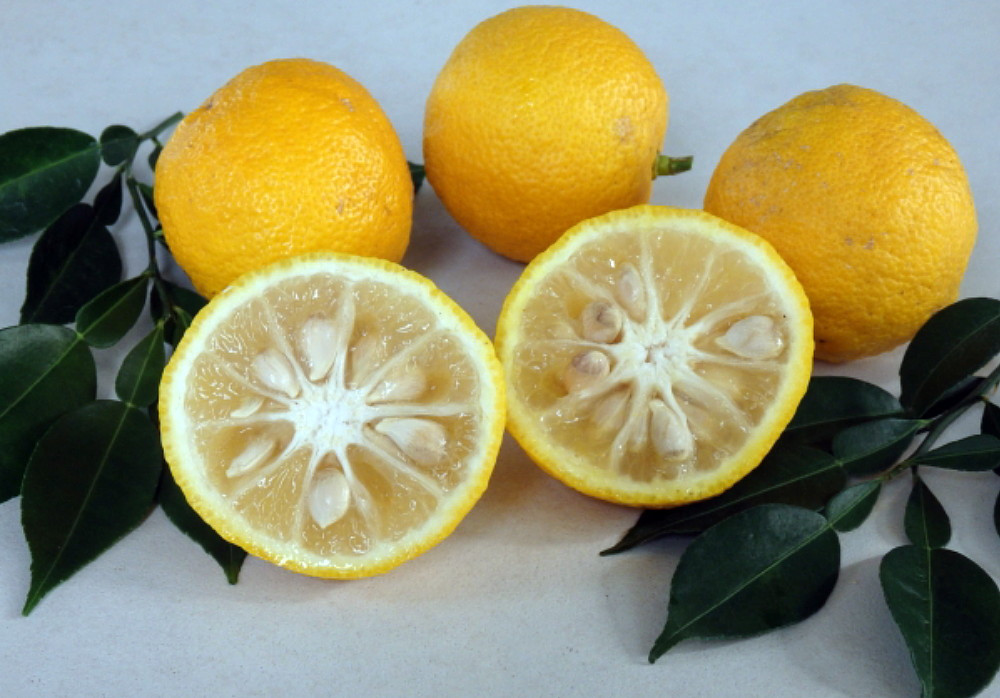 Rare Yuzu Citrus Tree - Indoors/Out -  No Ship to Tx,Fl,Az,Ca,La,Hi - 5" Pot