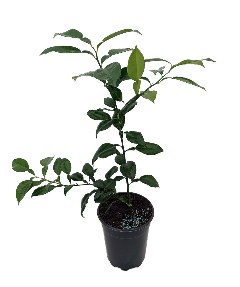 Rare Yuzu Citrus Tree - Indoors/Out -  No Ship to Tx,Fl,Az,Ca,La,Hi - 5" Pot