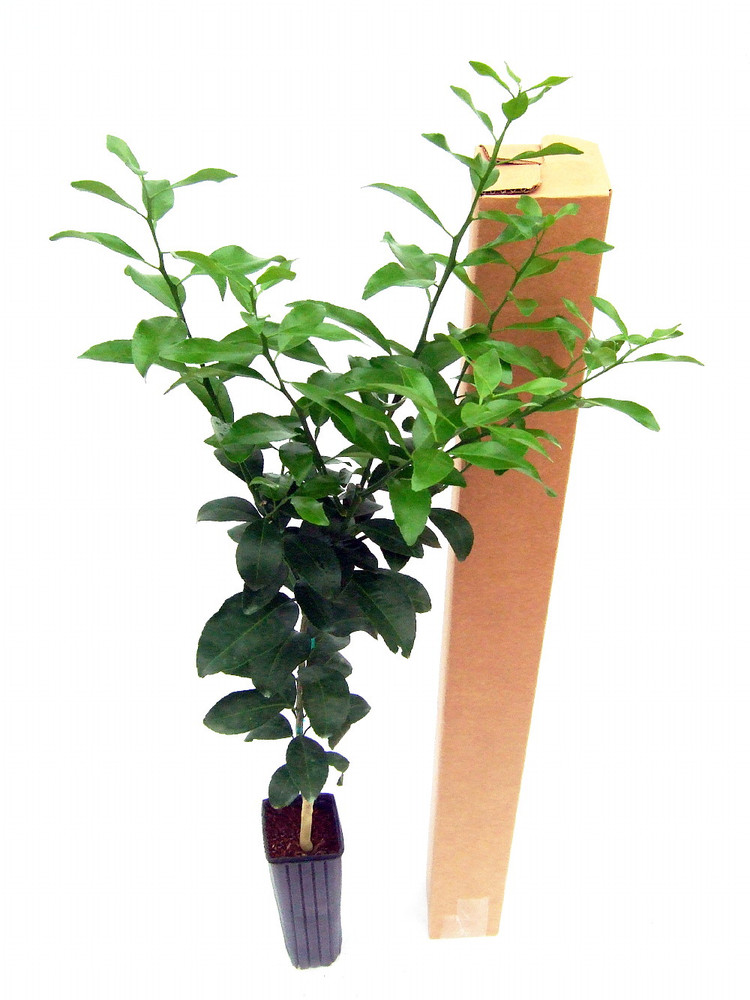 Kaffir Lime Tree - Fruit Bearing Size - 5" Pot - NO SHIP TX,FL,AZ,CA,LA,HI