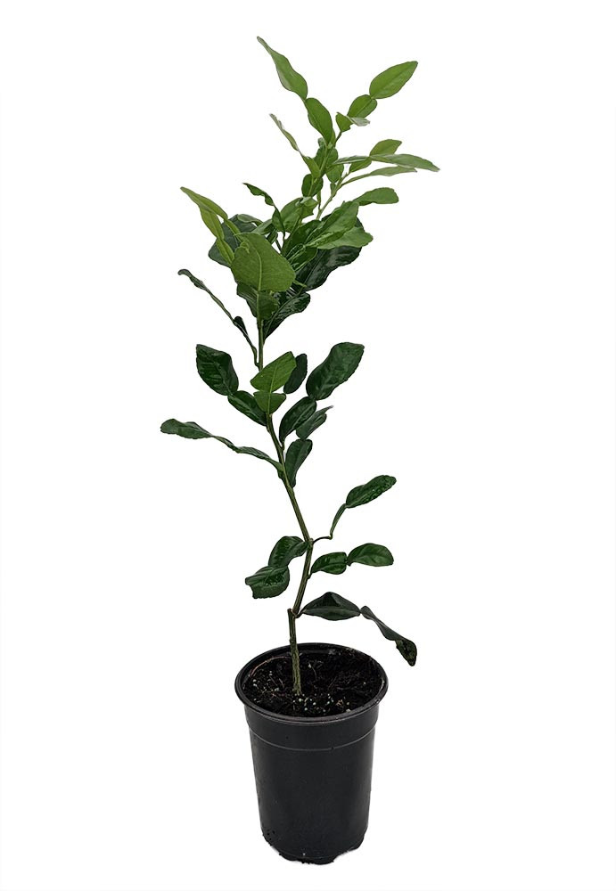 Kaffir Lime Tree - Fruit Bearing Size - 5" Pot - NO SHIP TX,FL,AZ,CA,LA,HI
