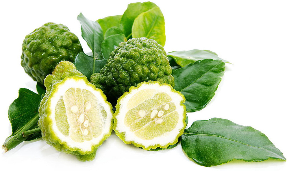 Kaffir Lime Tree - Fruit Bearing Size - 5" Pot - NO SHIP TX,FL,AZ,CA,LA,HI