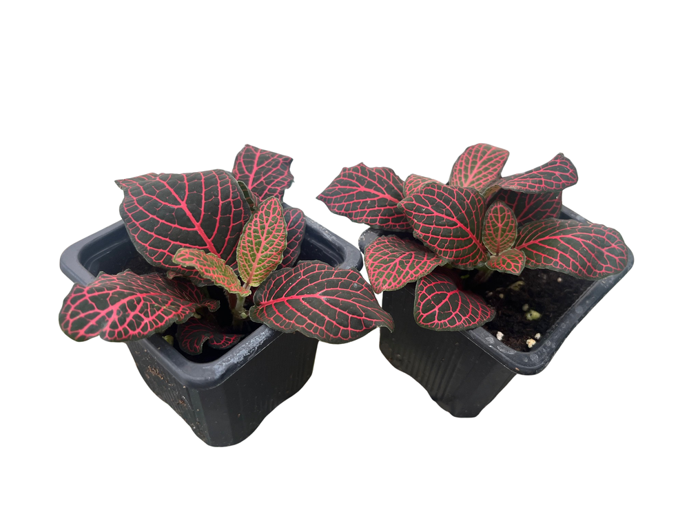 Red Veined Nerve Plant - Fittonia - Easy House Plant - 3" Pots / 2 Pack
