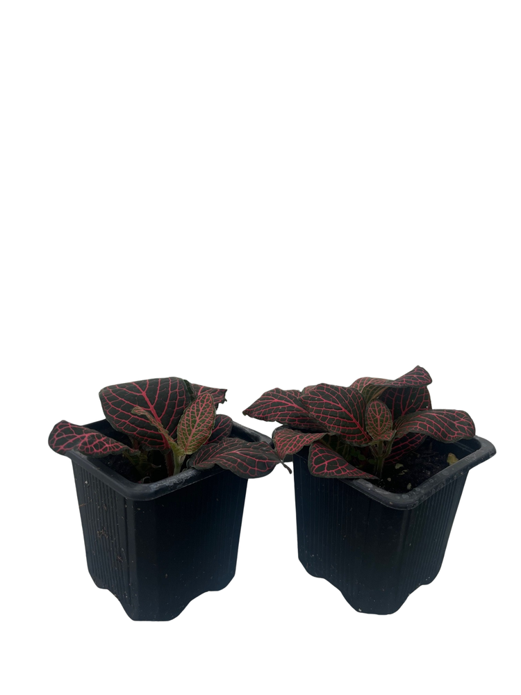 Red Veined Nerve Plant - Fittonia - Easy House Plant - 3" Pots / 2 Pack