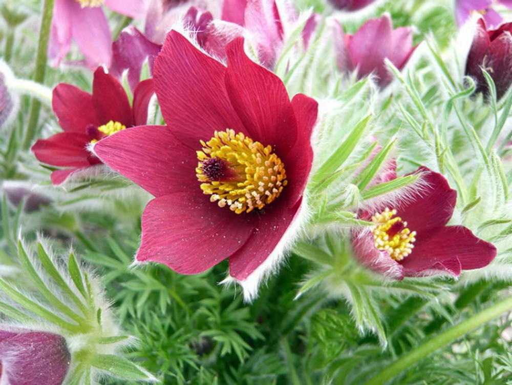 Red Cloak Anemone Pasque Flower - Pulsatilla vulgaris - 15 Seeds - Shade Perennial