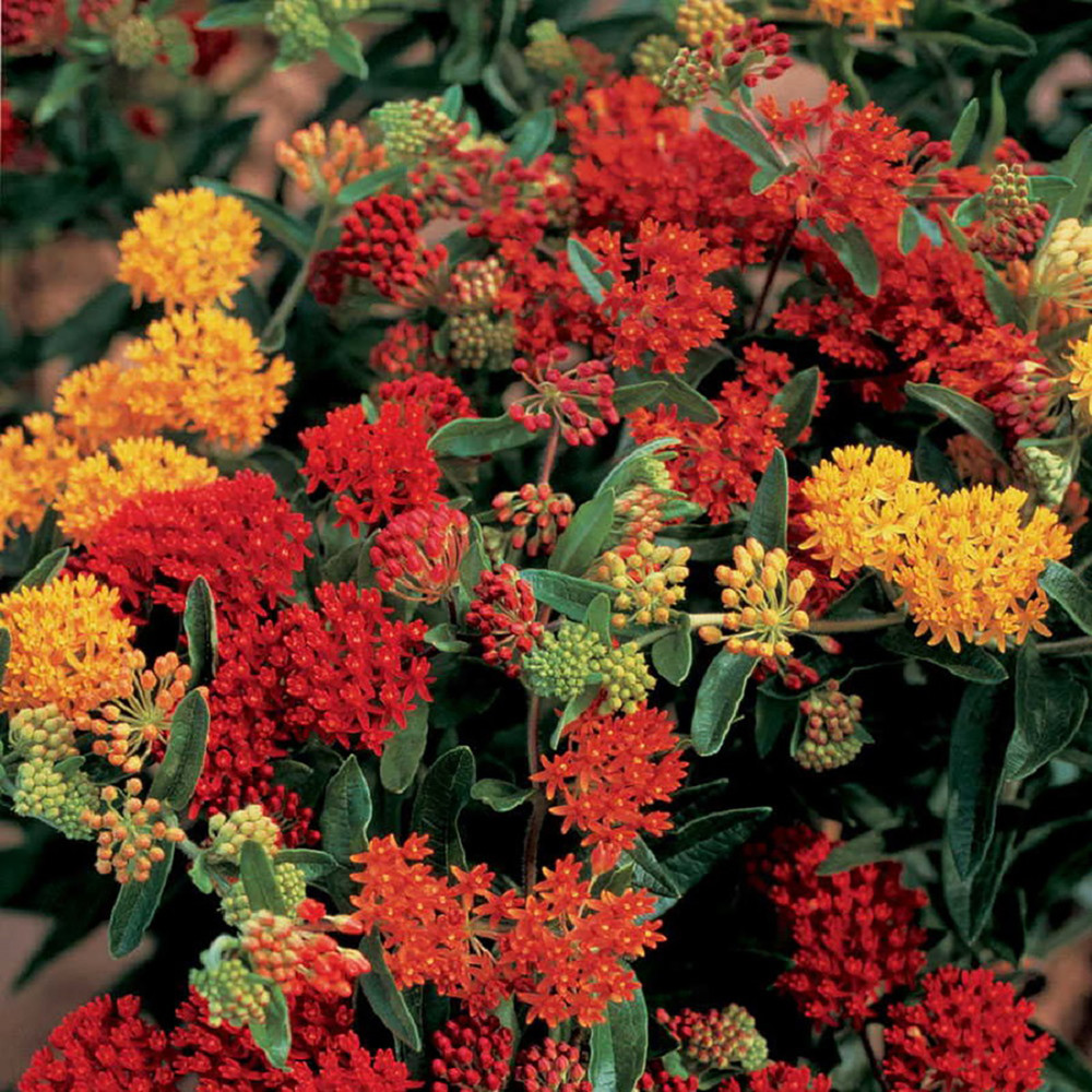 Butterfly Weed - Asclepias tuberosa - 20 Seeds - Perennial