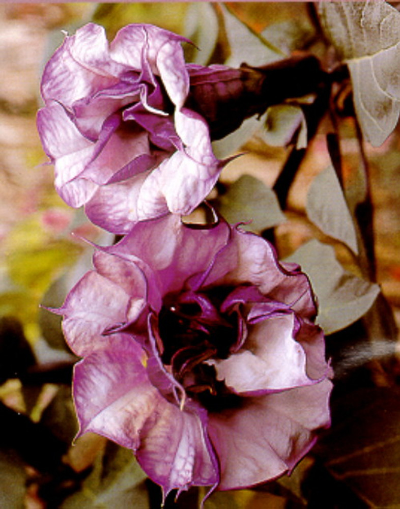 Double Black Angel Trumpet Datura-Gothic 10 Seeds