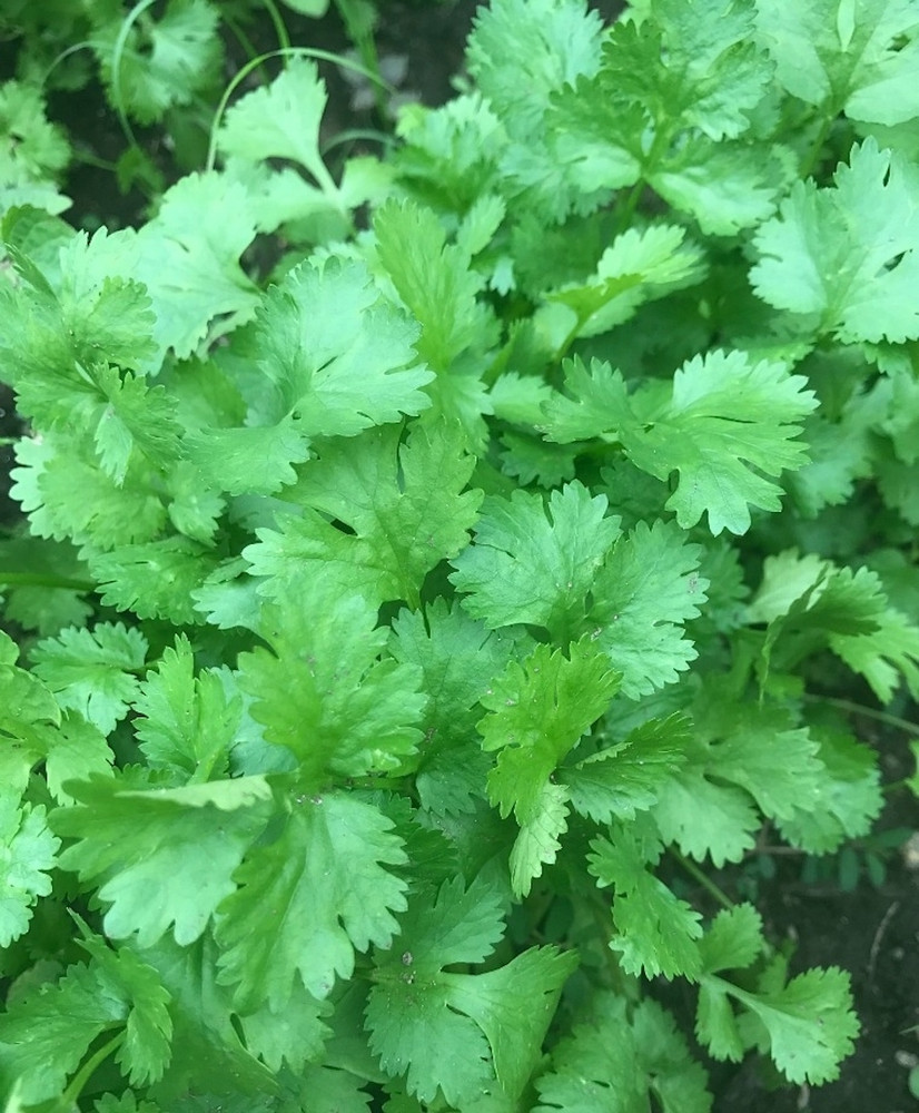 Cilantro Herb 100 Seeds -Coriander