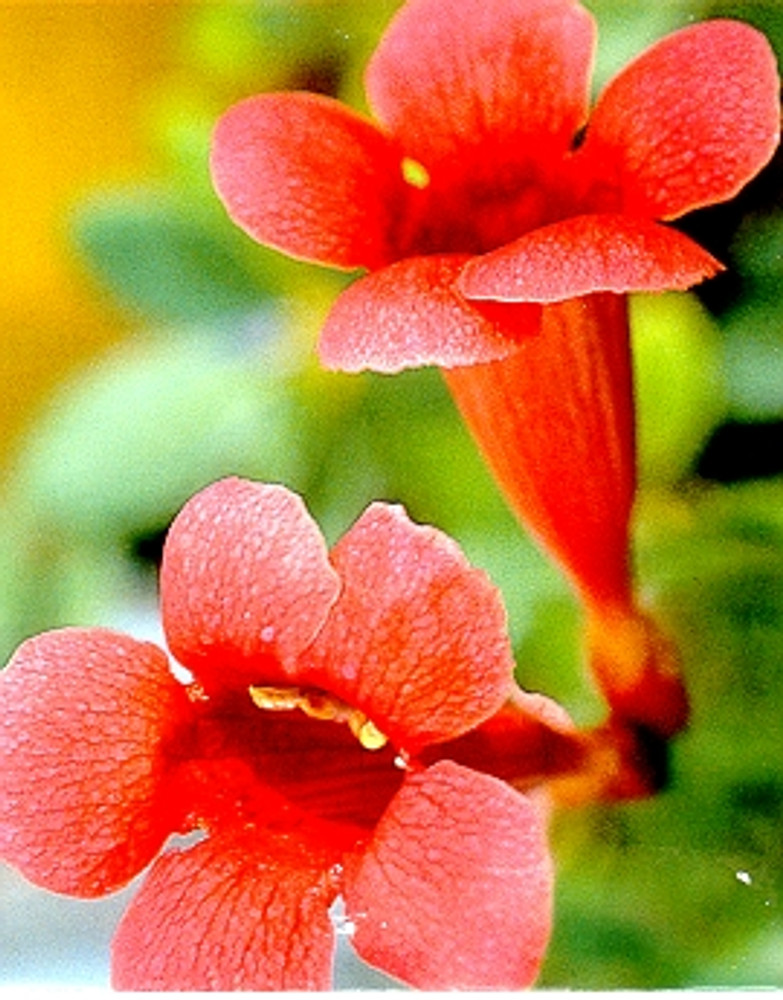 Trumpet Vine 15 Seeds - Campsis radicans