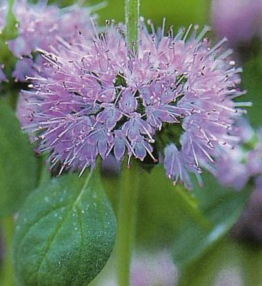 Pennyroyal - 50 Seeds - Mentha pulegium-Herb