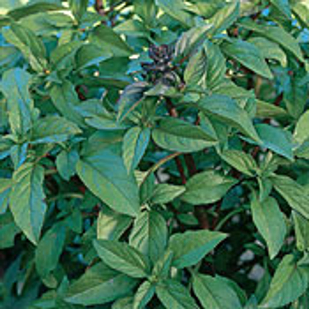 Thai Basil Herb Seeds 100 Seeds