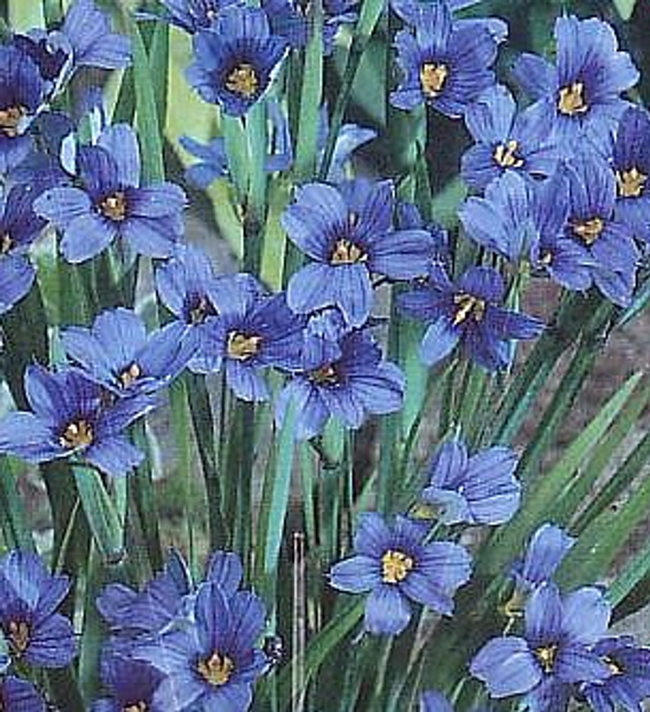Blue-Eyed Iris Grass Plant 50 Seeds