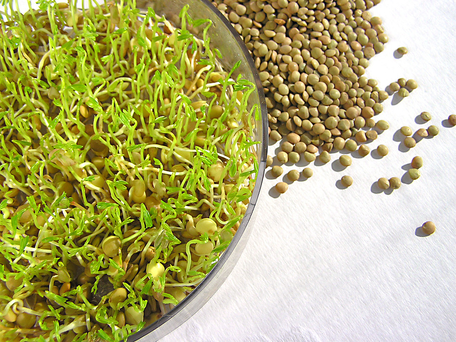 Zesty Salad & Sandwich Mix Sprouting Seeds - 4 ounces