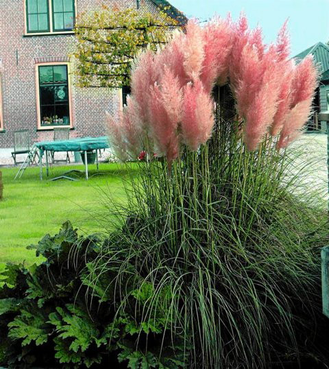 Pink Pampas Grass 200 Seeds Cortaderia Hirt S Gardens
