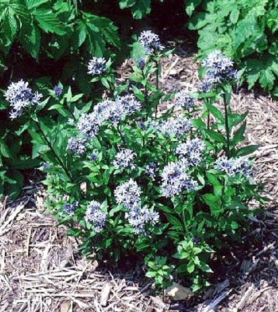 Blue Star Perennial 15 Seeds - Amsonia