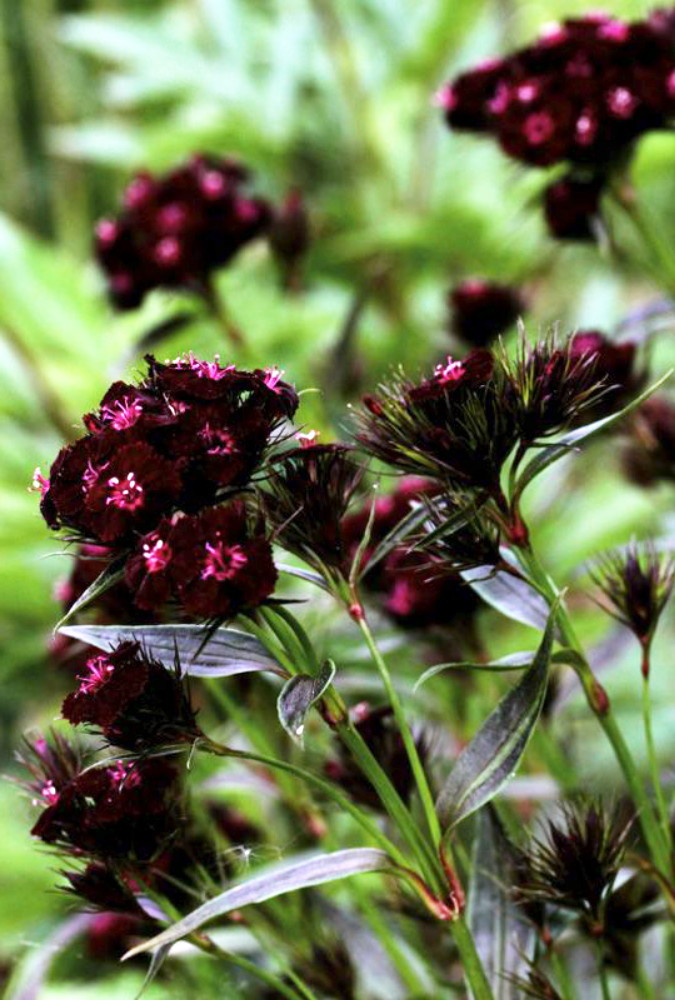Sooty Sweet William 75 Seeds - Gothic - Hirt's Gardens