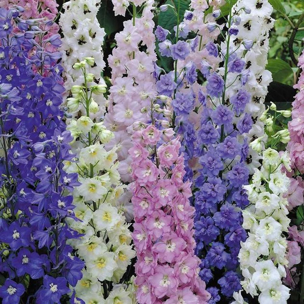 Pacific Giants Delphinium - 50 Seeds - Hirt's Gardens