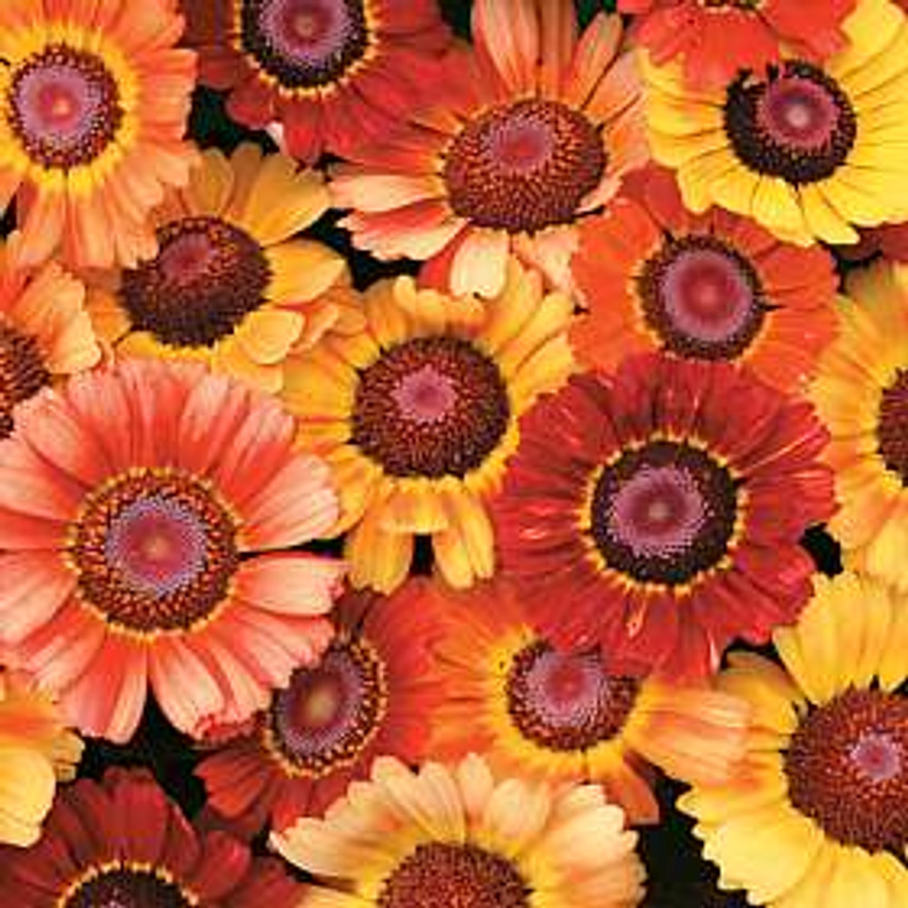 Sunset Chrysanthemum - 200 Seeds - Fiery Shades!