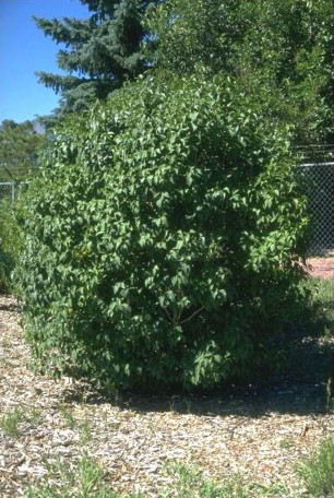 Purple Lilac 25 Seeds - Syringa vulgaris - Shrub/Tree