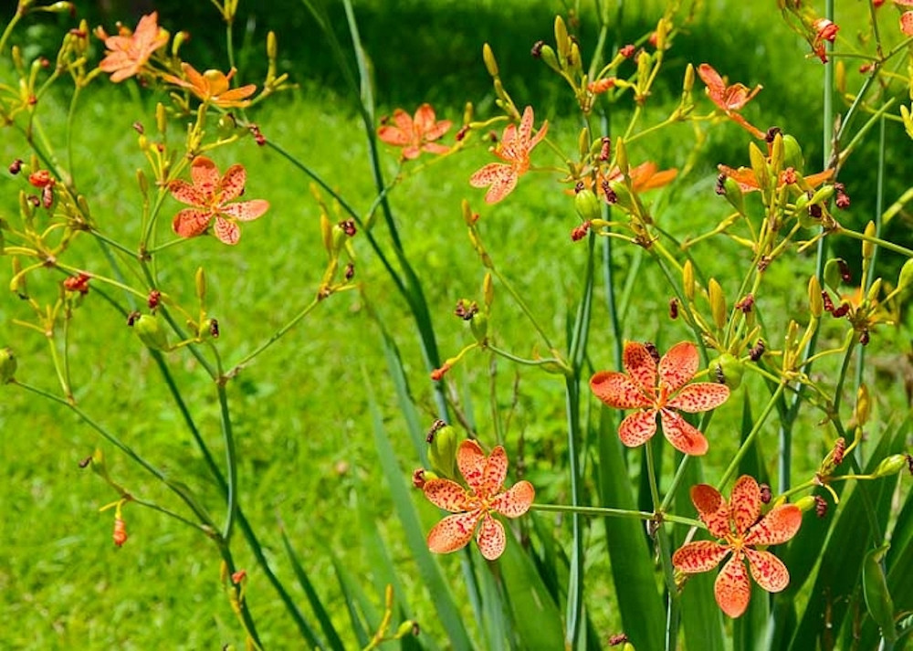 Blackberry Lily 20 Seeds - Belamcanda