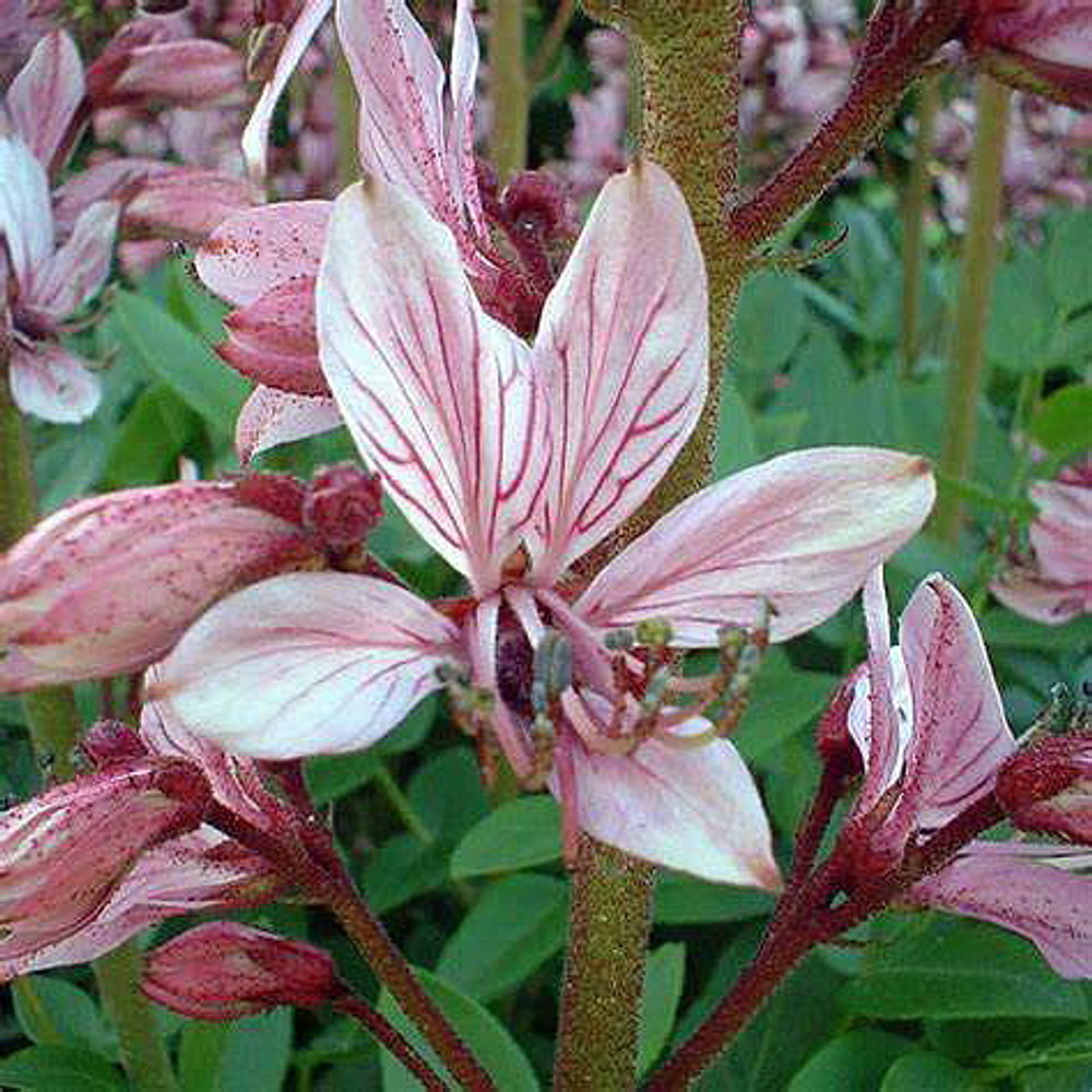 Amazing Gas Plant - Dictamnus albus - 10 Seeds - Actually Ignites -  Perennial - Hirt's Gardens