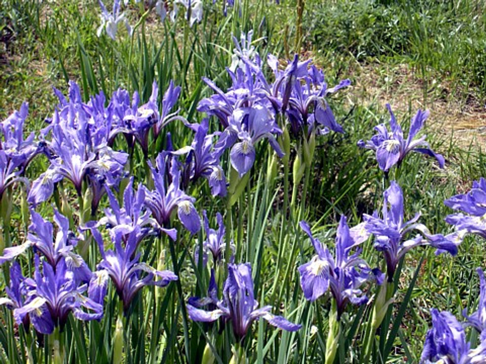 Western Blue Flag Iris 10 Seeds Iris missouriensis Hirt's Gardens