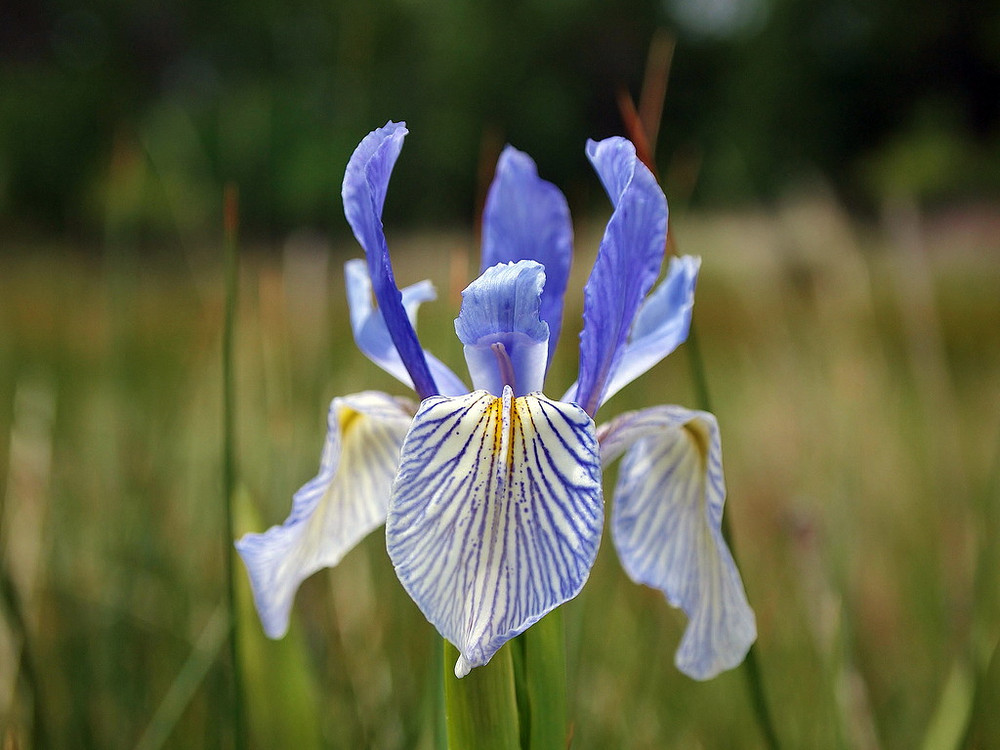 Western Blue Flag Iris 10 Seeds - Iris missouriensis