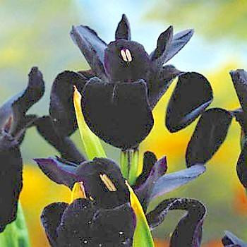 Black Iris 10 Seeds - Iris chrysographes - Perennial
