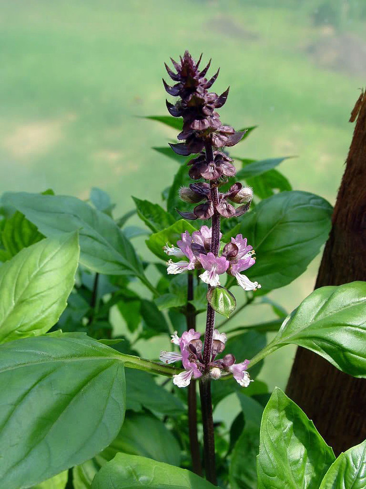 Holy Basil Herb - 100 Seeds