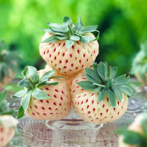 White Soul Alpine Strawberry 30 Seeds - Fragaria - Hirt's Gardens