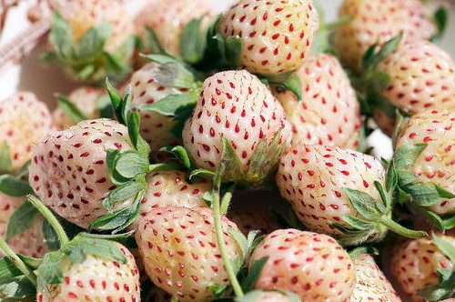 White Soul Alpine Strawberry 30 Seeds - Fragaria - Hirt's Gardens