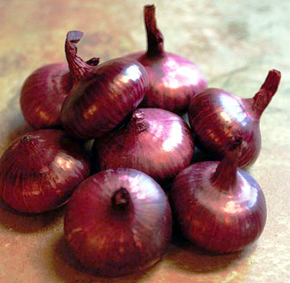 Cipollini Mini Red Marvel Onion 250 Seeds -Current Rage