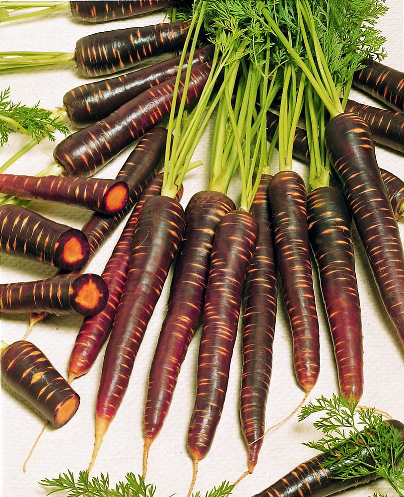 Purple Haze Carrot 100 Seeds - NEW! - Hirt's Gardens