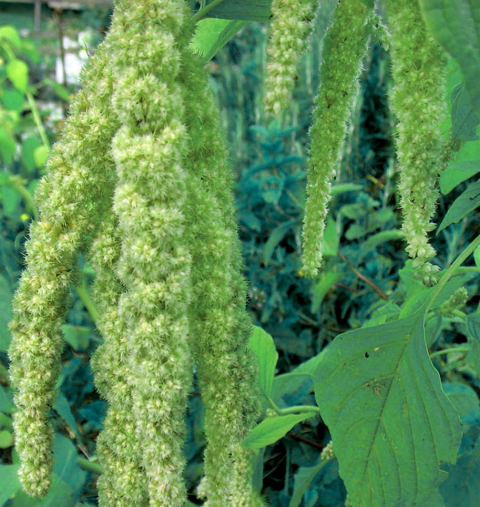 Green Tails Amaranthus 150 Seeds - Easy to grow