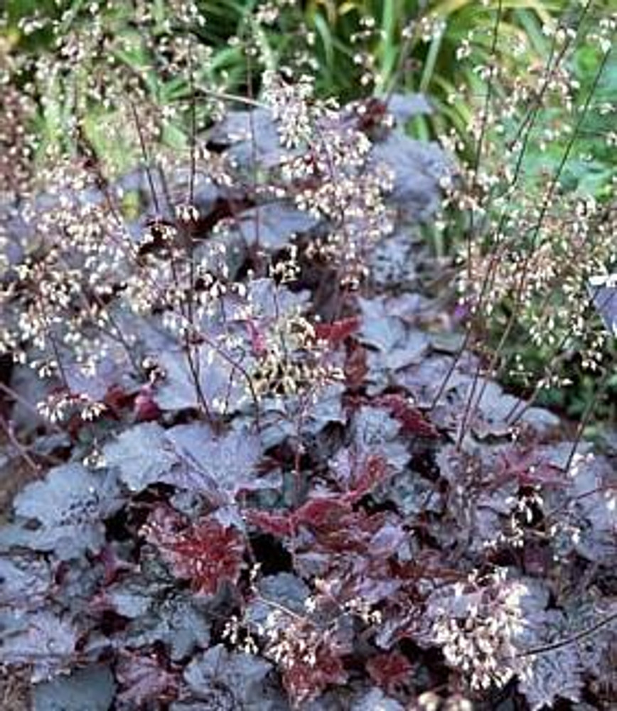 Image of Heuchera summer flowering shade perennial