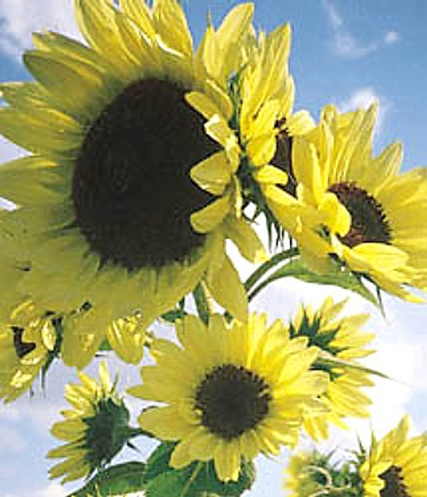 Moonwalker Sunflower 30 Seeds