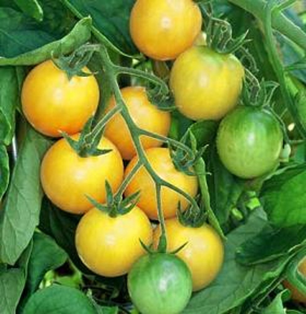 Golden Nugget Cherry Tomato - 20 Seeds