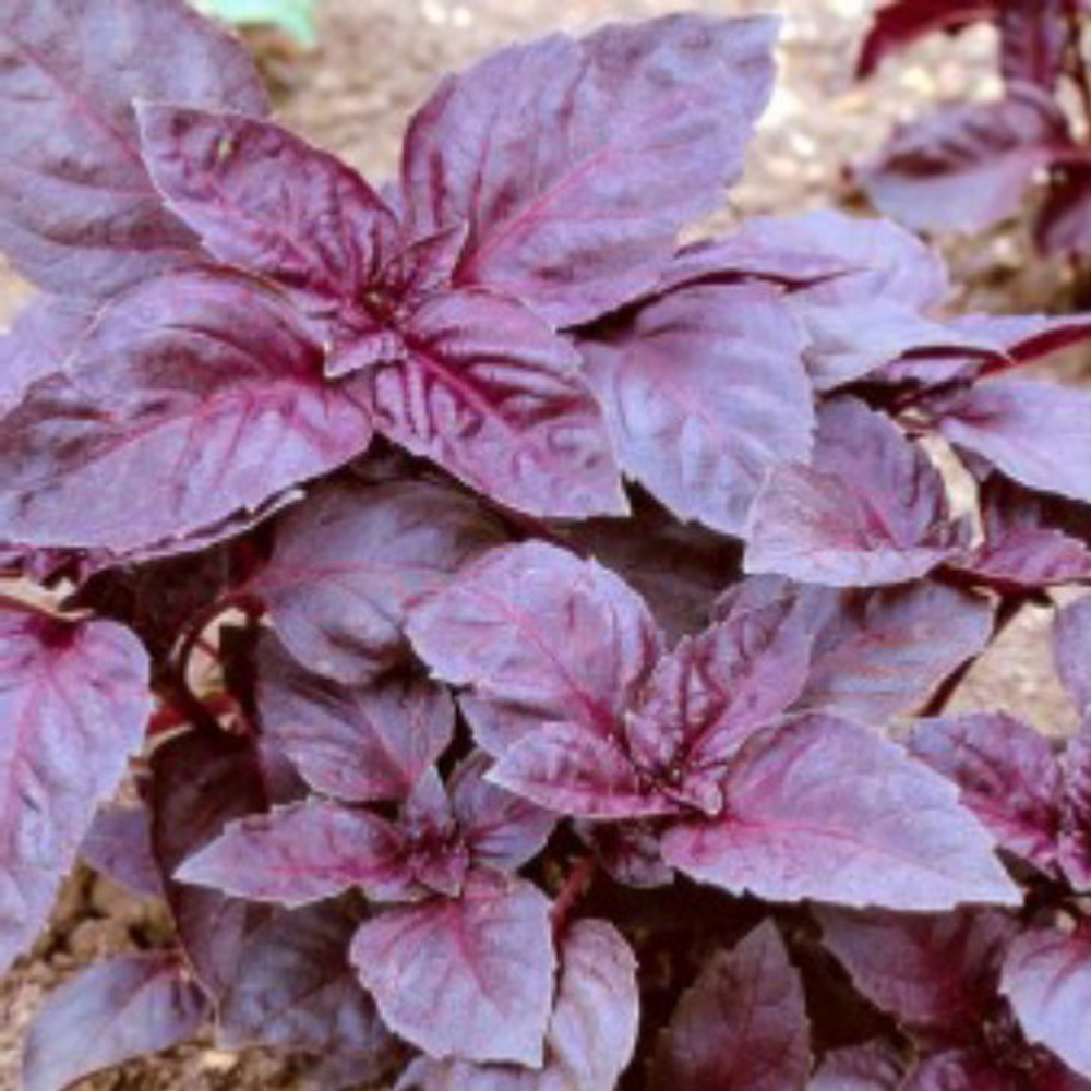 Dark Opal Purple Variegated Basil 100 Seeds Hirt s Gardens