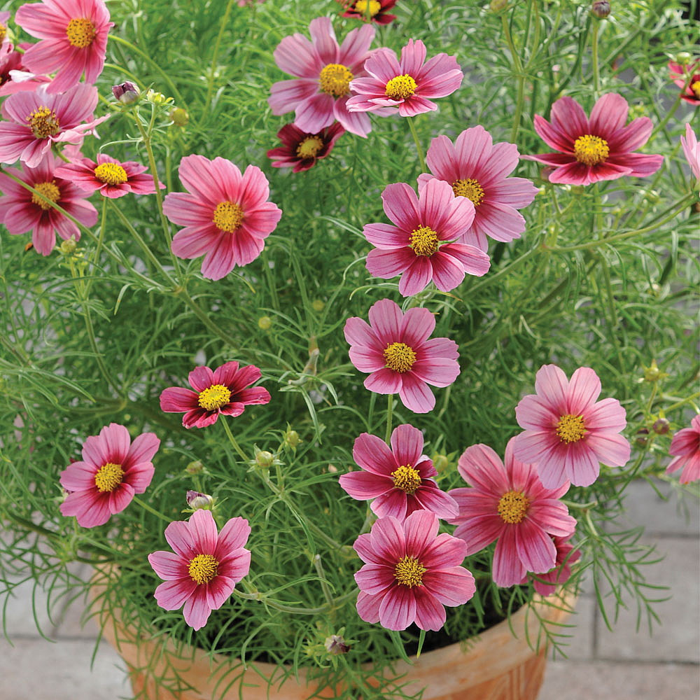 Cosmos Antiquity - 40 Seeds