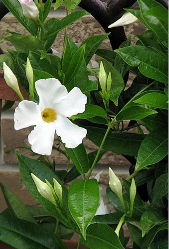 White Brazil Jasmine Plant - Mandevilla- 5