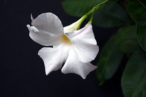 White Brazil Jasmine Plant - Mandevilla- 5