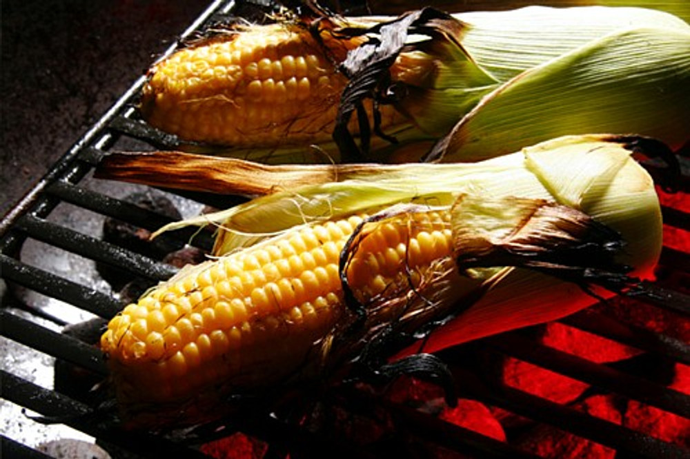 Providence Grillin' Sweet Corn 100 Seeds - Great Flavor - Hirt's Gardens