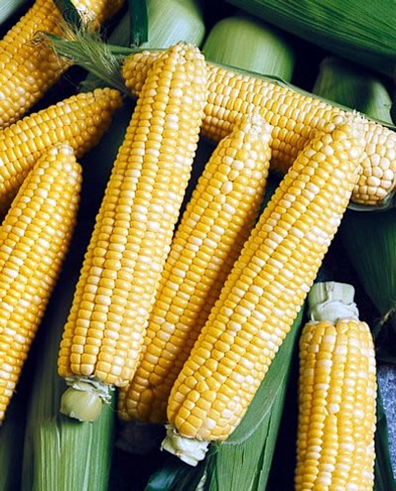 Providence Grillin' Sweet Corn 100 Seeds - Great Flavor - Hirt's Gardens