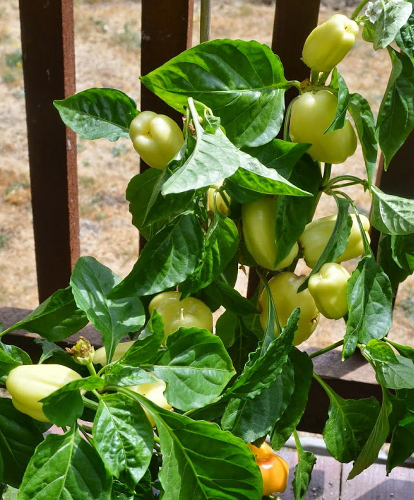 Albino Dove Sweet White Bell Pepper - Early White - 15 Seeds