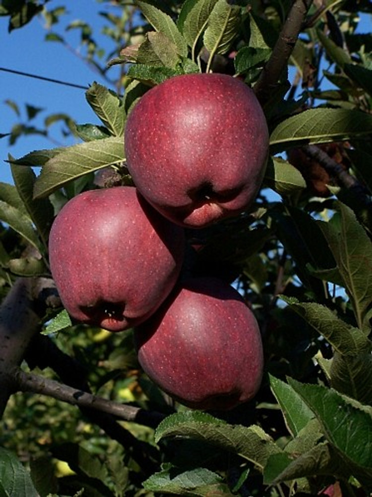 Native Apple Tree 20 Seeds - Be Johnny Appleseed -Malus