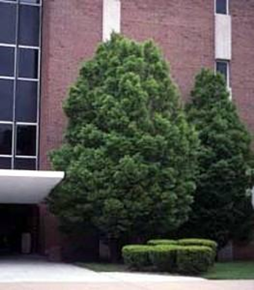 European Hornbeam 20 Seeds-Carpinus betulus-Shrub/Tree