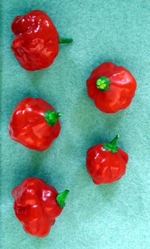 Red Cap Mushroom Pepper 15 Seeds - Very Hot!