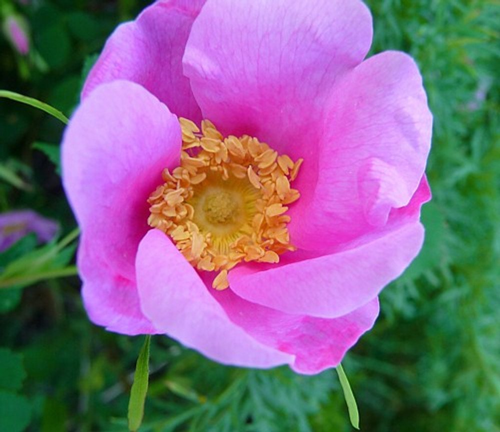 nootka rose coniferous forest