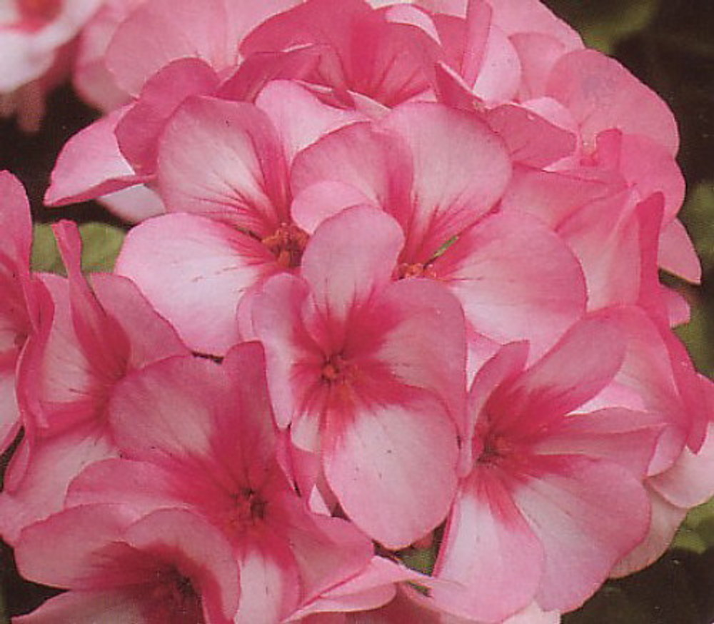 Geranium Maverick Star 8 Seeds - Annual