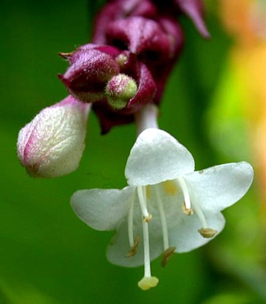 Gold Lantern Himalayan Honeysuckle 10 Seeds-Perennial